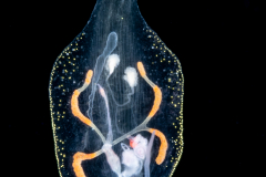 Pelagic Nudibranch - Nudibranchia - Phylliroe bucephala