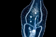 Pelagic Nudibranch - Nudibranchia - Phylliroe lichtensteinii