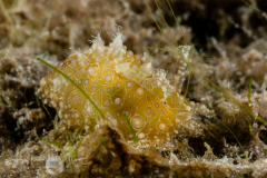 Petalifera ramosa