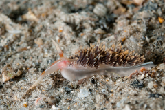 Phidiana lynceus