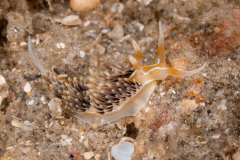 Phidiana lynceus