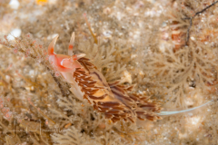 Phidiana lynceus