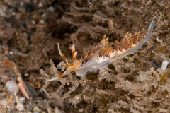 Phidiana lynceus