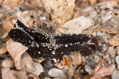 Spinoaglaja petra