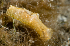 Spinoaglaja petra