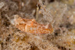 Spinoaglaja petra