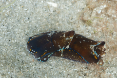 Philinopsis pusa