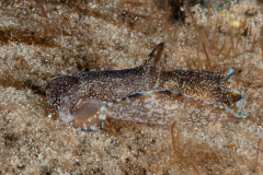 Philinopsis pusa
