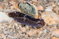 Spinoaglaja petra