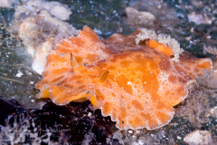 Platydoris angustipes