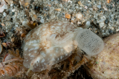 Pleurobranchaea inconspicua
