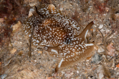 Pleurobranchaea inconspicua