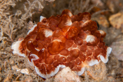Pleurobranchus Undescribed