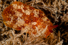 Pleurobranchus areolatus