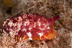 Pleurobranchus areolatus
