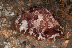 Pleurobranchus areolatus