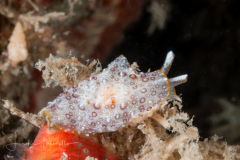 Pleurobranchus crossei