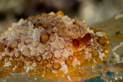 Pleurobranchus crossei