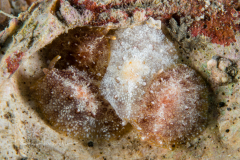 Pleurobranchus crossei