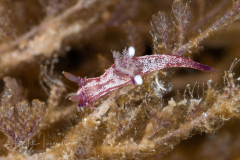 Plocamopherus lucayensis
