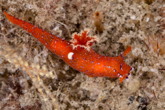 Plocamopherus lucayensis