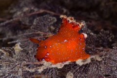 Plocamopherus lucayensis