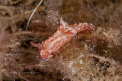 Plocamopherus lucayensis