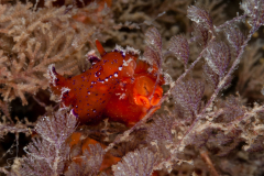 Plocamopherus lucayensis