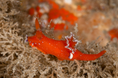 Plocamopherus lucayensis