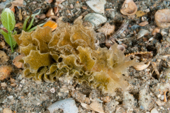 Polybranchia schmekelae