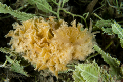 Polybranchia schmekelae