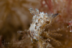 Polycera odhneri