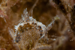 Polycera odhneri