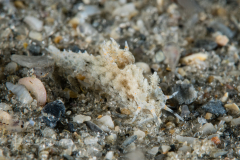 Polycera rycia