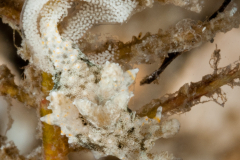 Polycera rycia