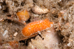 Rostanga byga