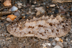 Sclerodoris prea or S. worki ?