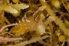 Scyllaea pelagica