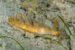 Spurilla dupontae