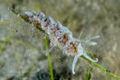Spurilla sargassicola