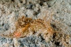 Stylocheilus polyomma