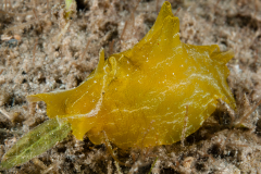 Syphonota geographica