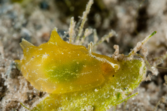 Syphonota geographica