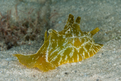 Syphonota geographica