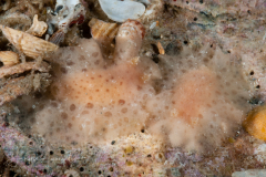 Taringa telopia