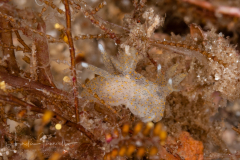 Thecacera pennigera