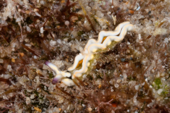 Thuridilla malaquita