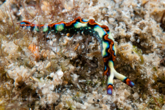 Thuridilla picta