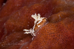 Trapania dalva