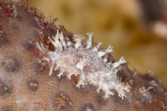 Tritonicula bayeri